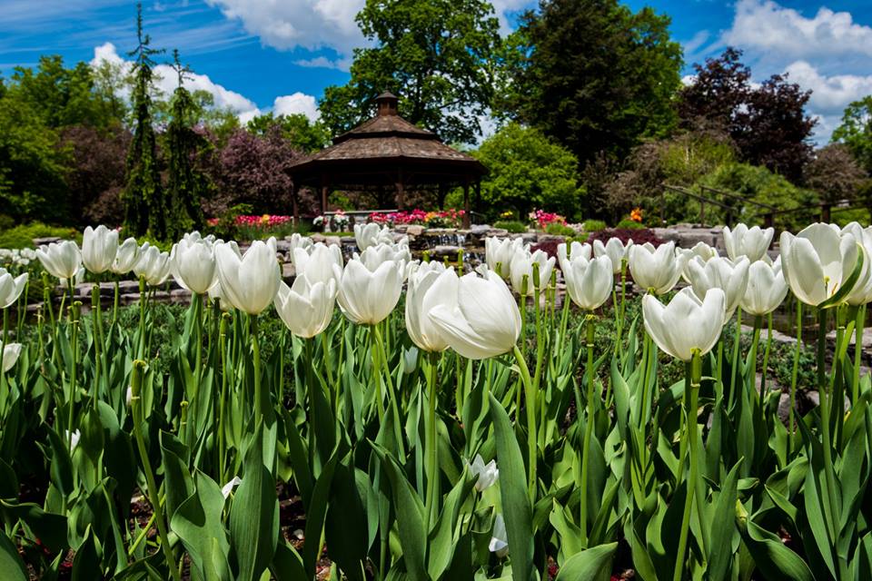 White tulips in the botanical gardens