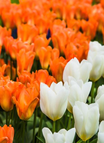 Orange and white tulips