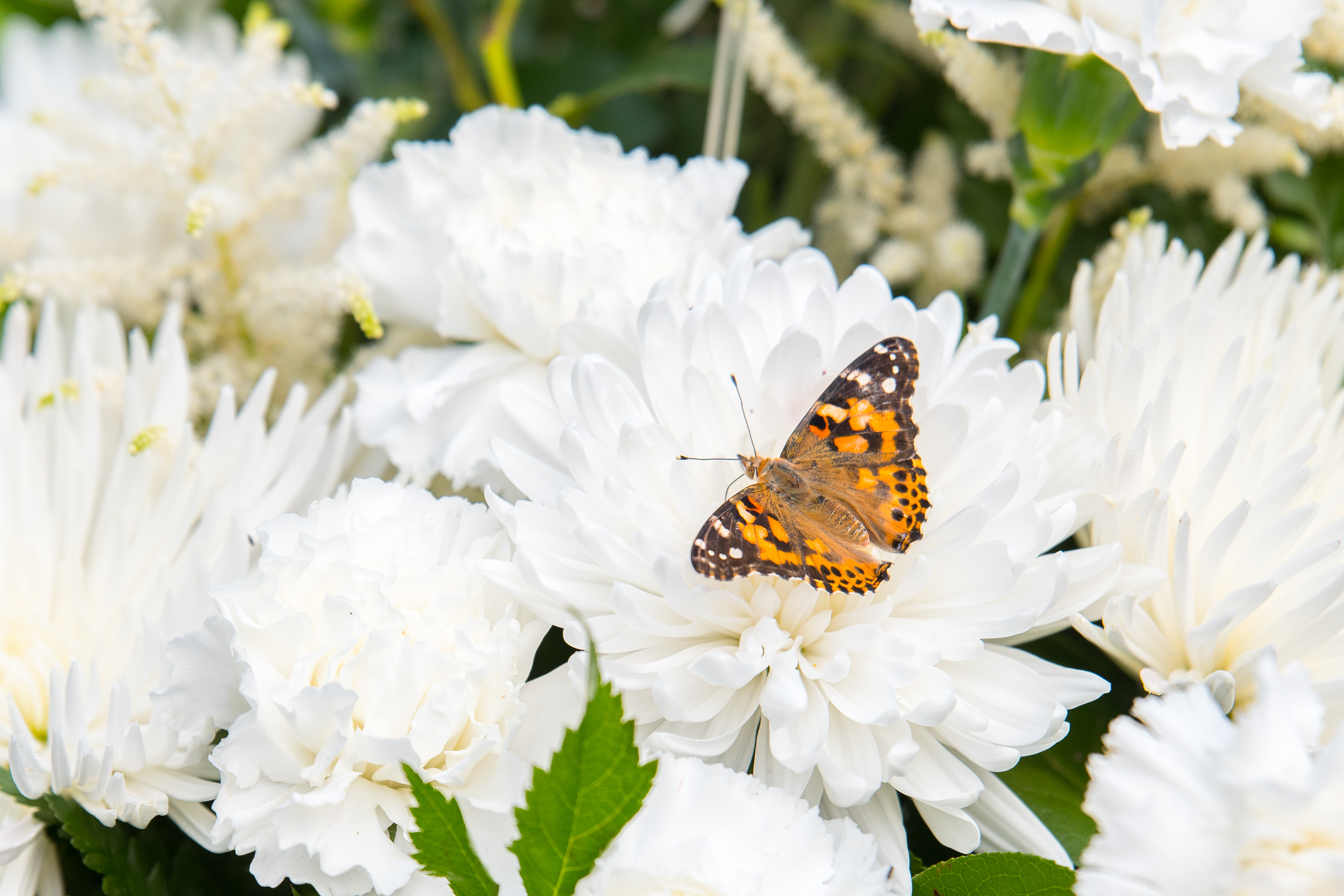 Painted lady butterfly with its wings open sitting on a white flower