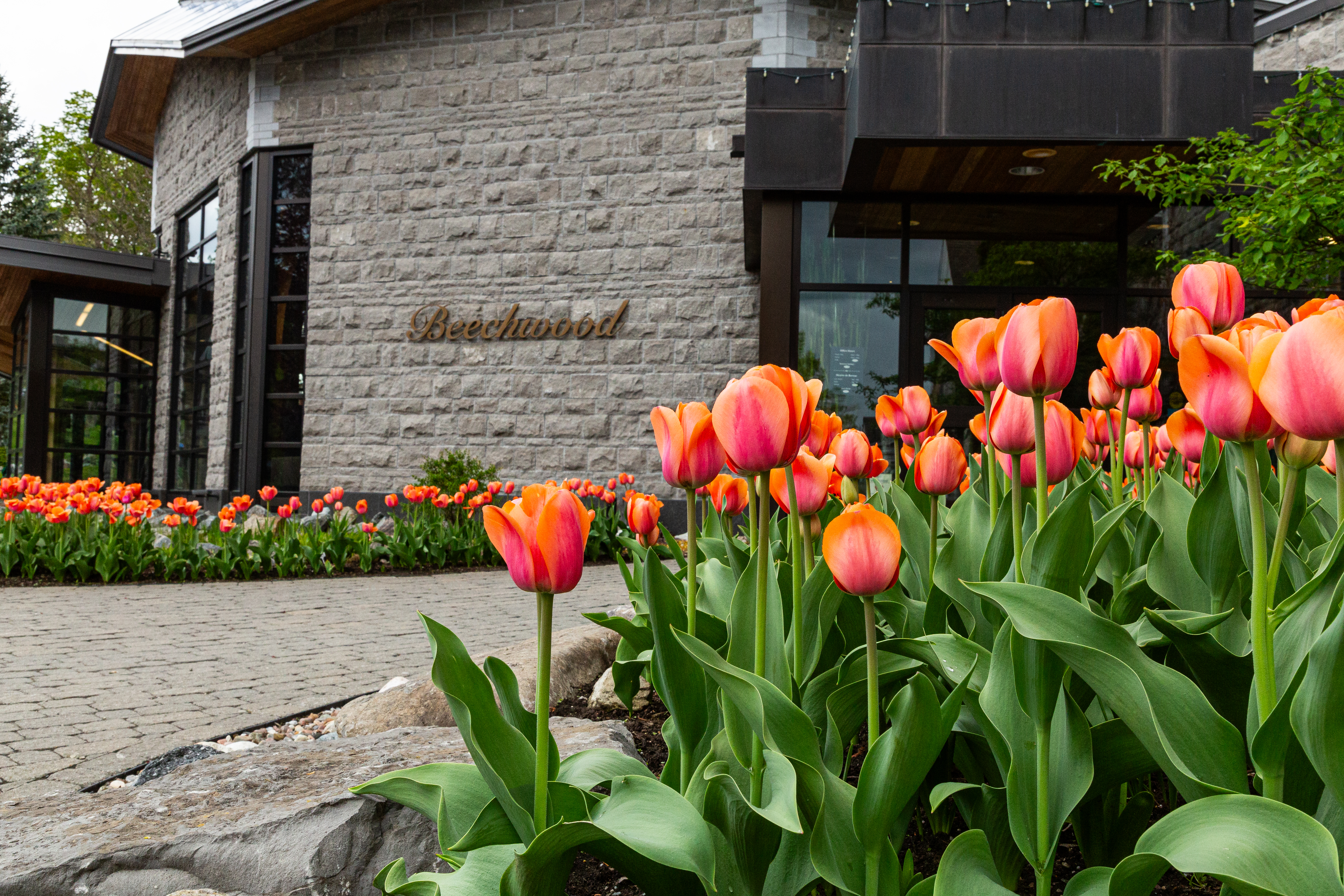 Beechwood sign and tulip