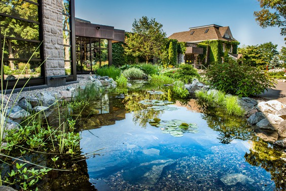 Beechwood's Pond outside the sacred space with full greenery and lush plants