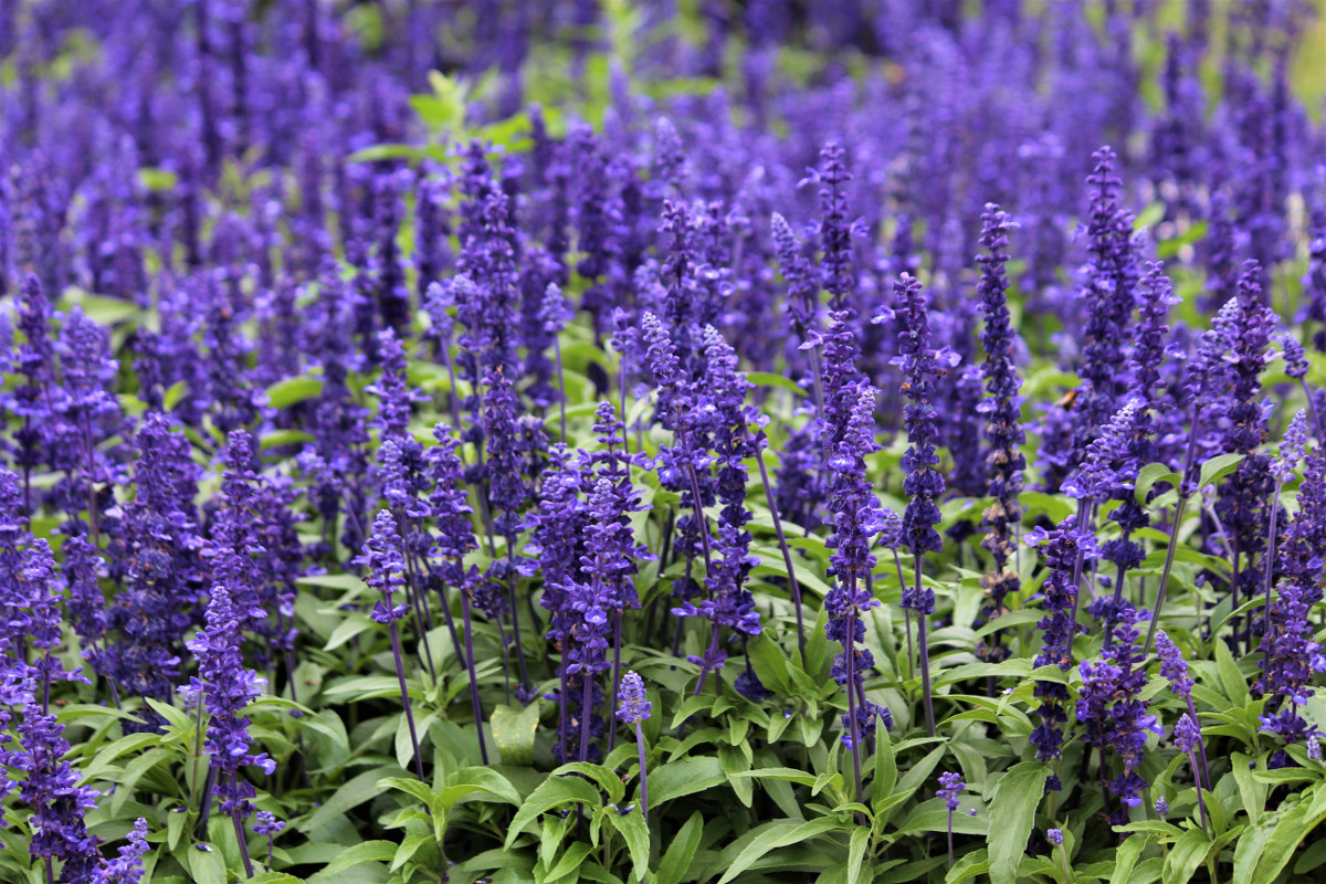 Sunny location – Blue salvia with violet border
