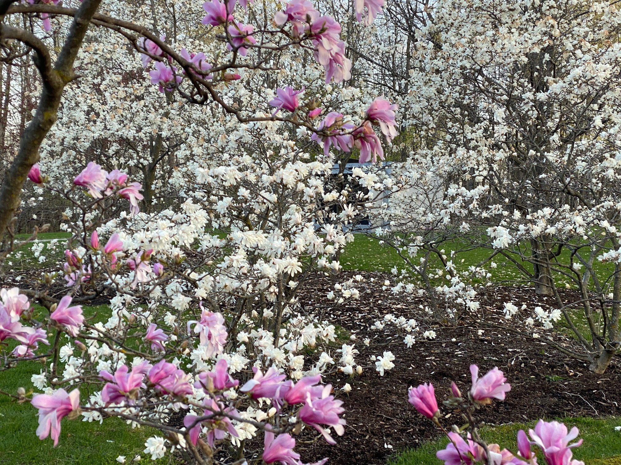 White and pink magnolia flowers blooming in the back of Beechwood's Botanical Gardens