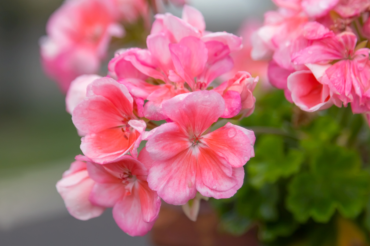 Dev Sunny location - Pink geraniums with white border