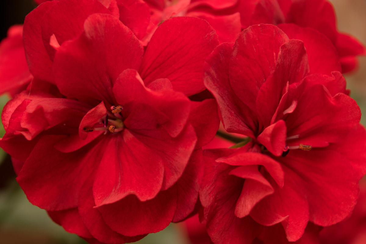 Sunny location - Red geraniums with white border