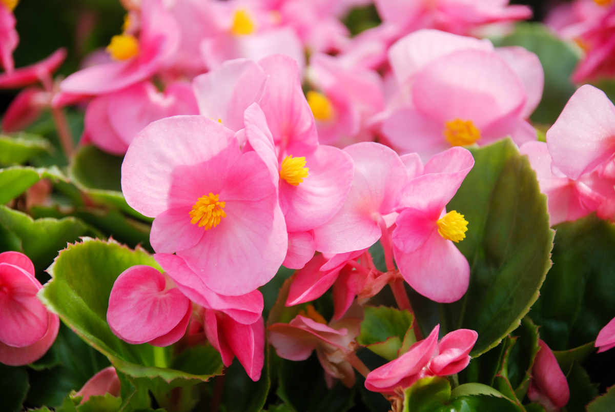 Shady location – Pink begonia with white border