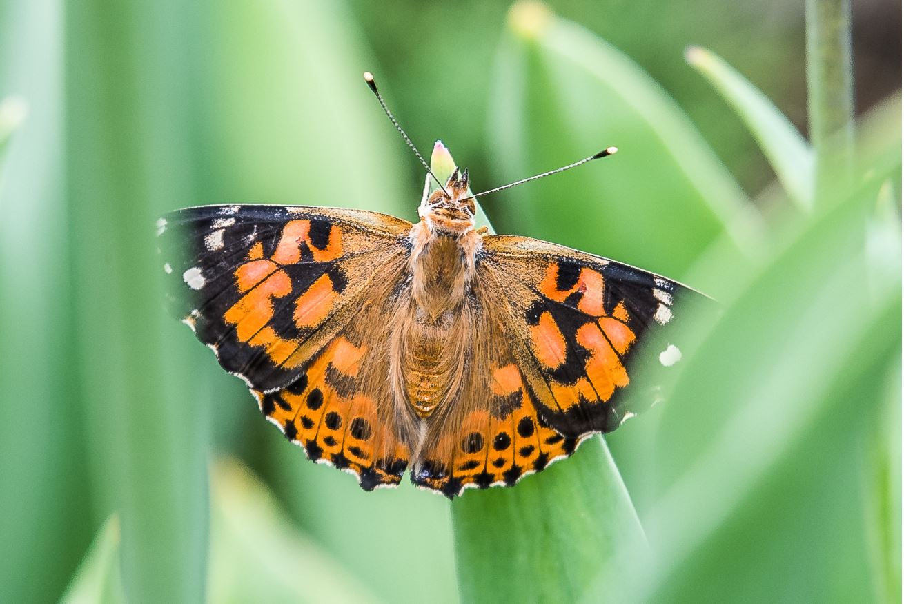 A painted lady butterfly in tulip stems