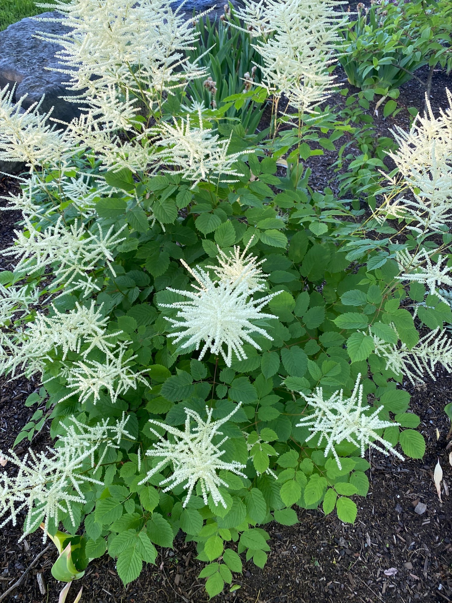 Dwarf Goat’s Beard  