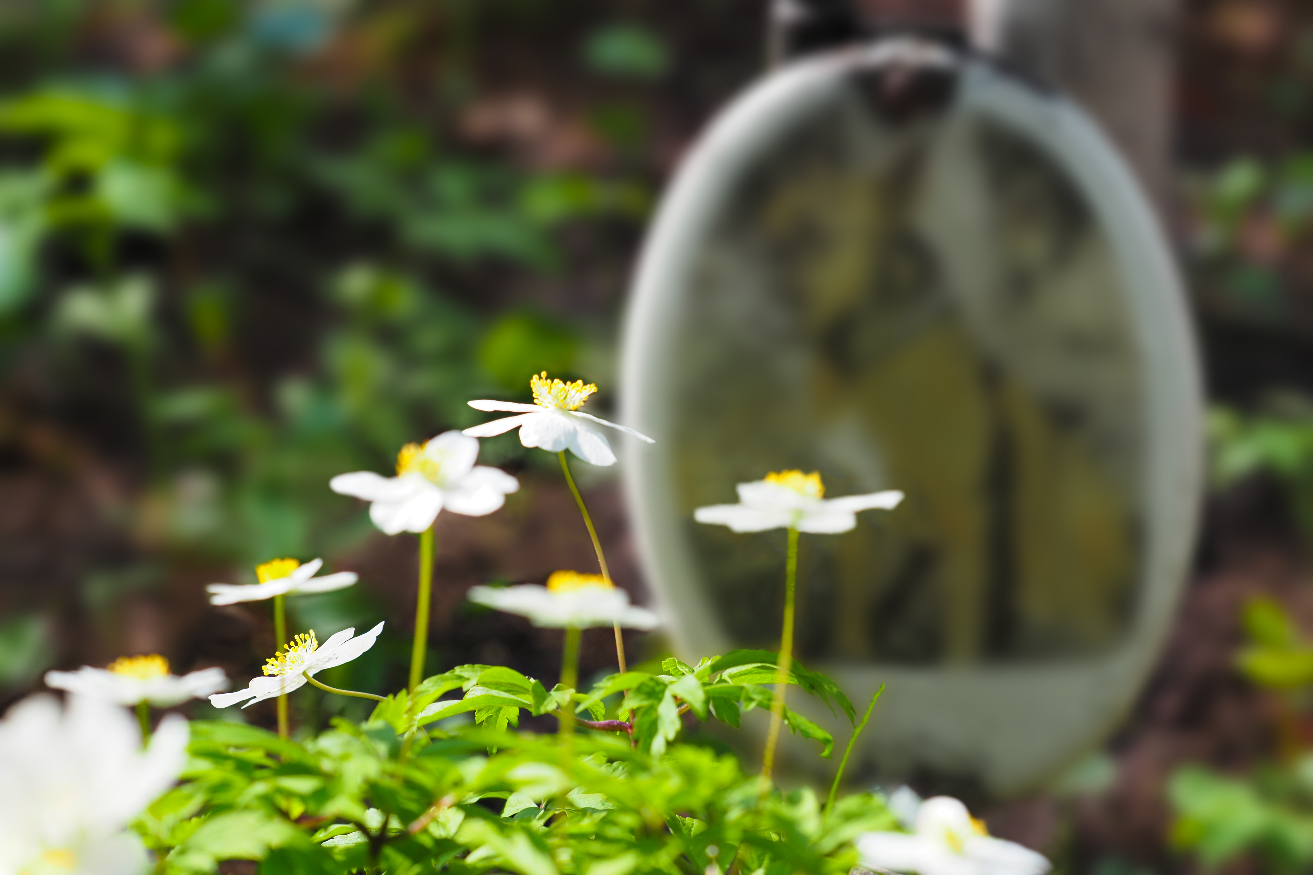 daisy in the cemetery