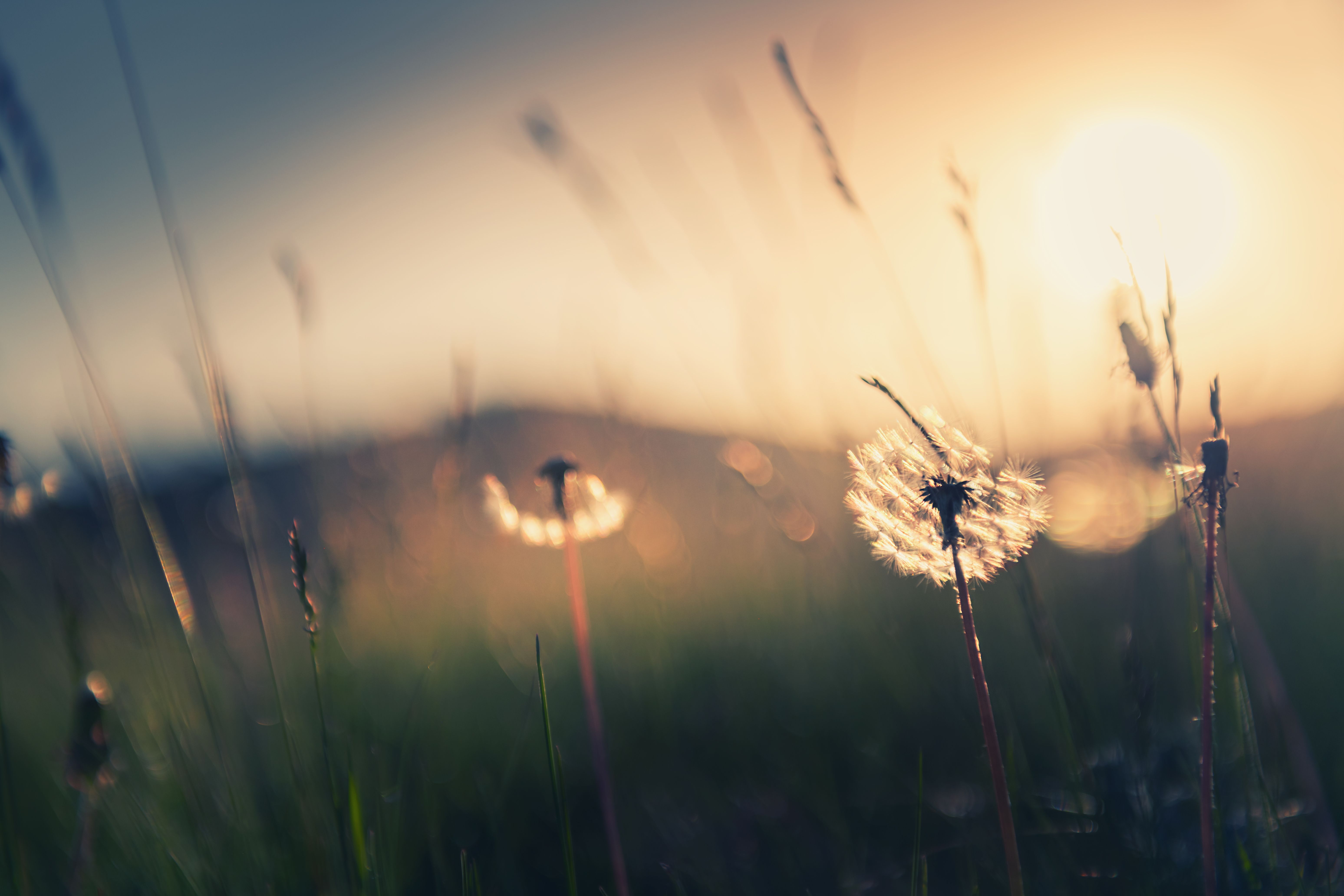 Wild grass with dandelions in the mountains at sunset