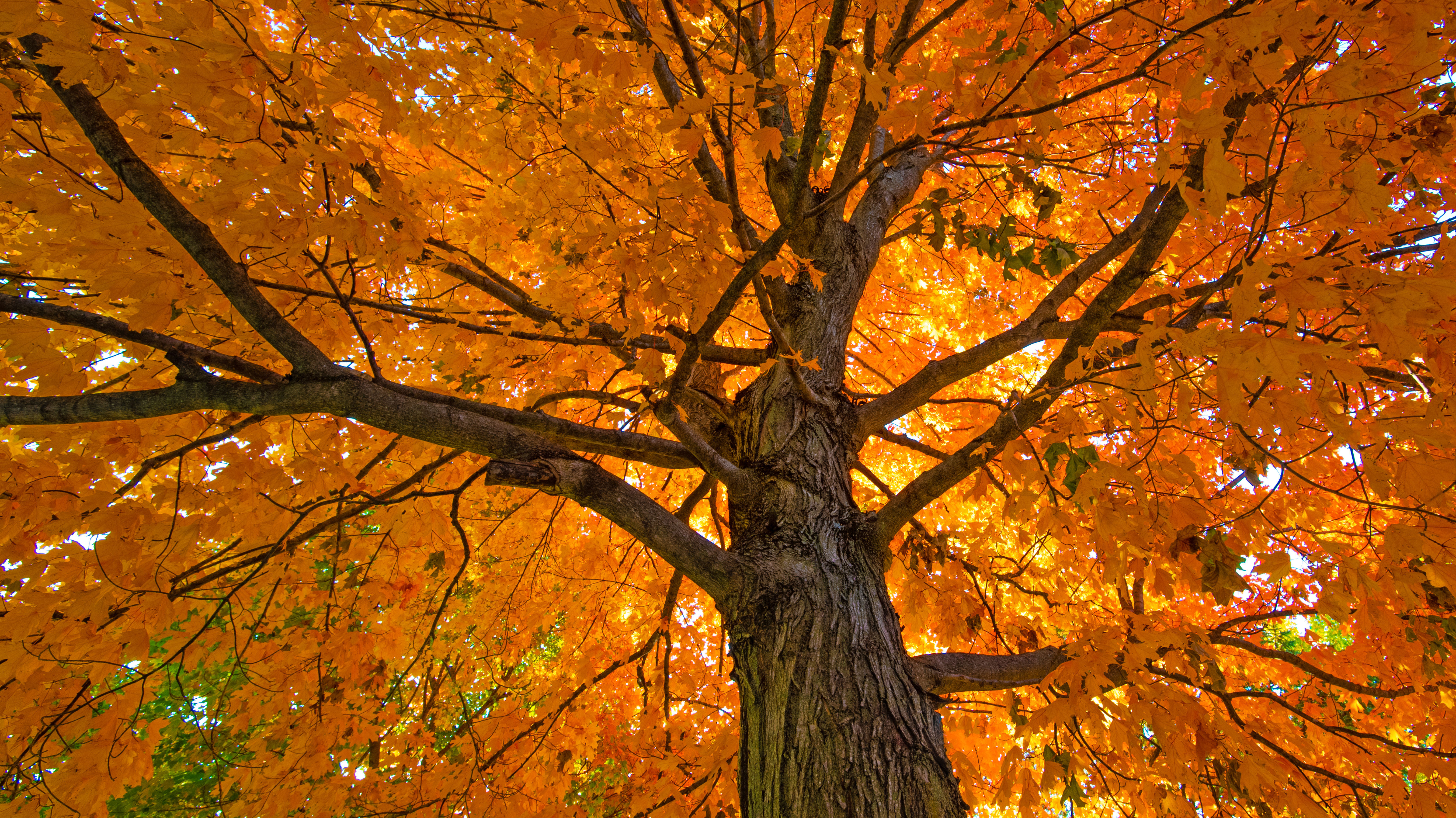 Sugar Maple Tree in full fall color
