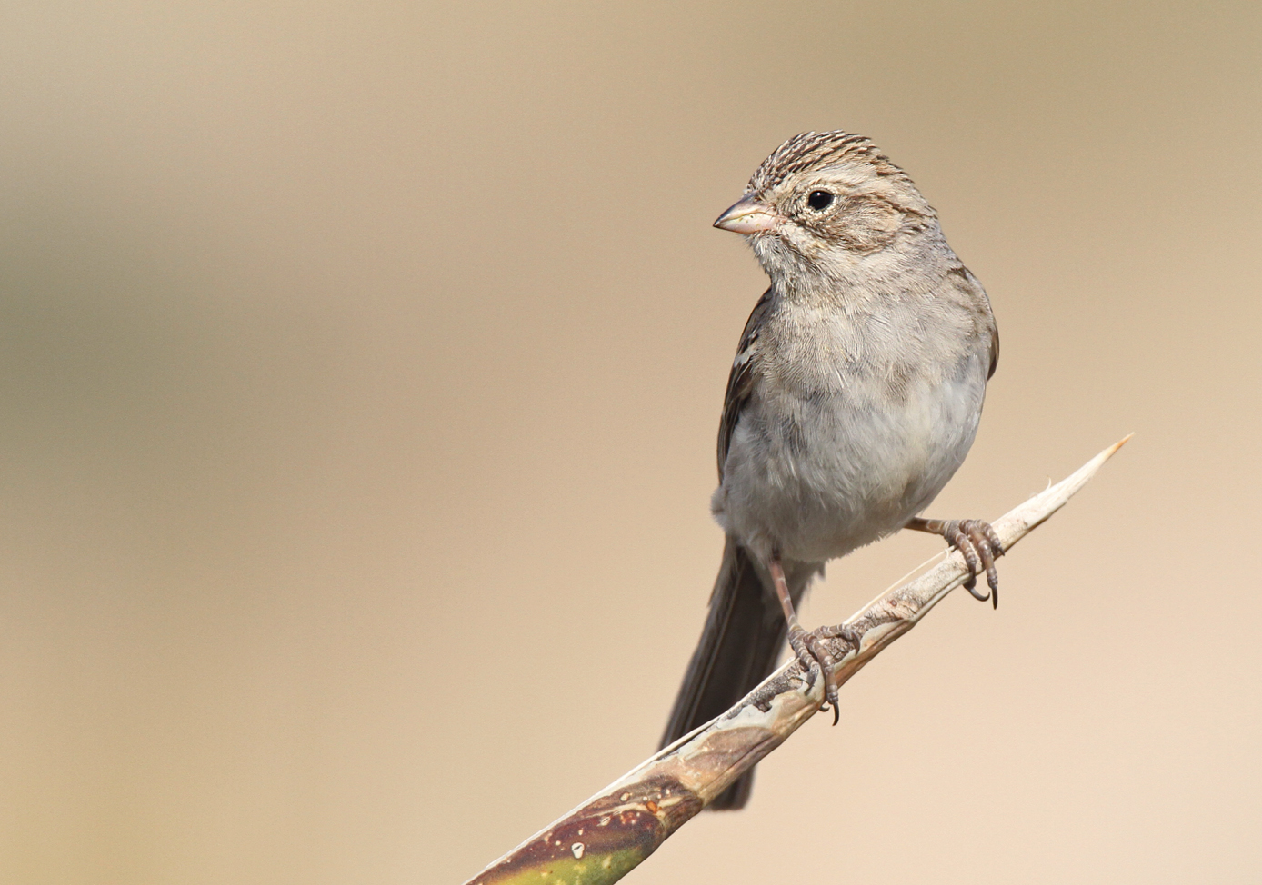 Timberline sparrow