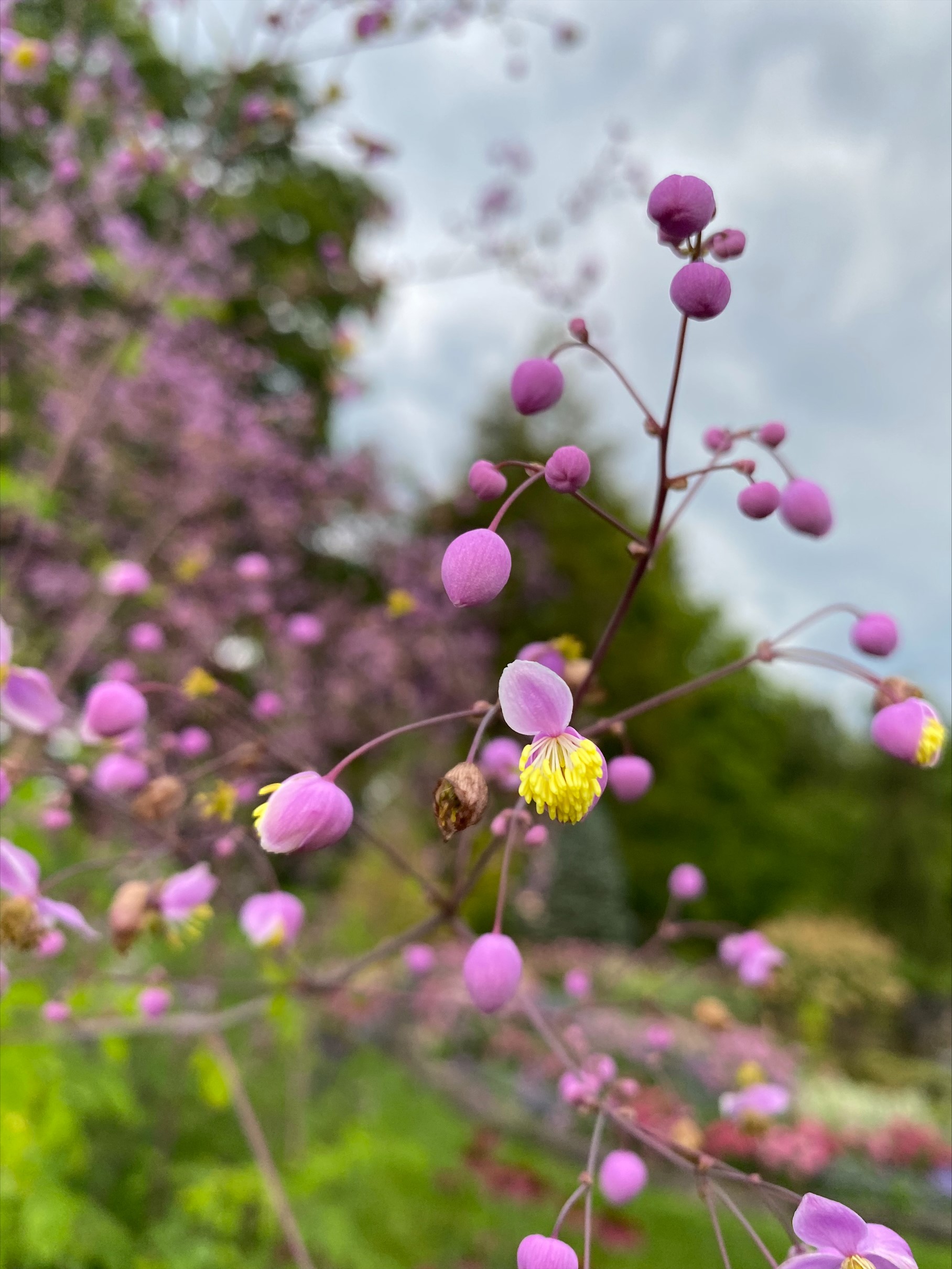 Chinese meadow rue flowers