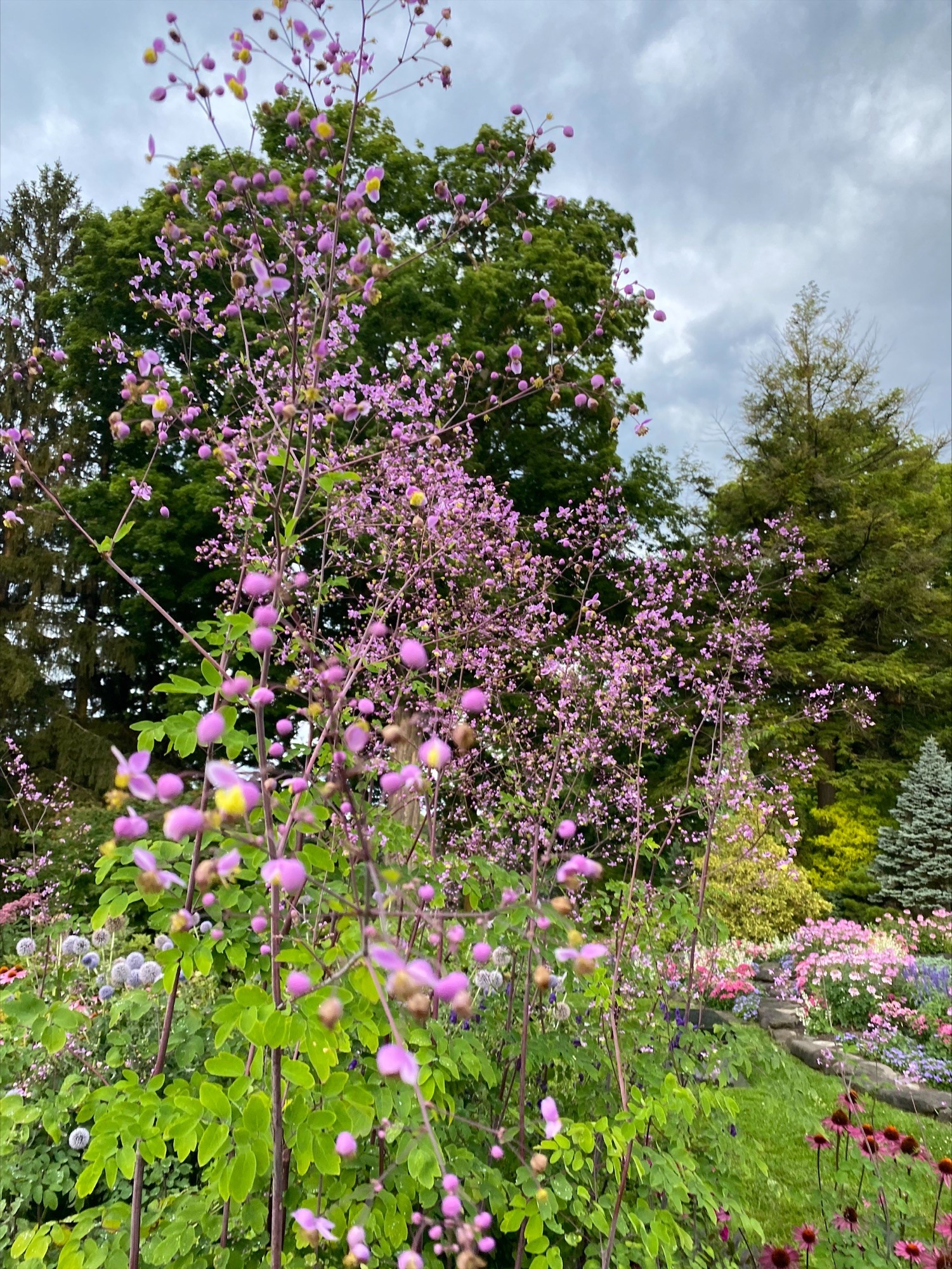 Chinese meadow rue flowers 2