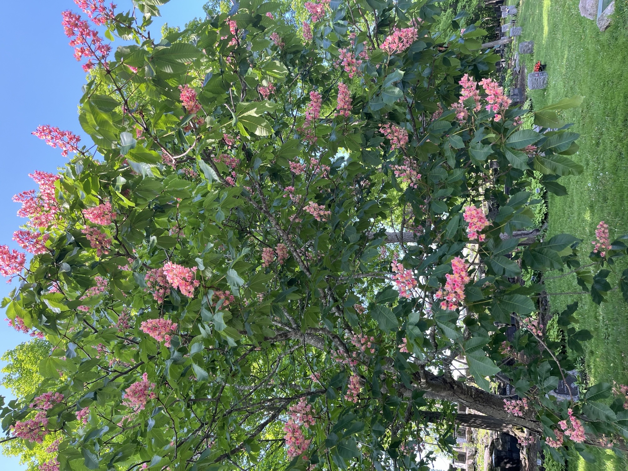 Ruby Red Horsechestnut
