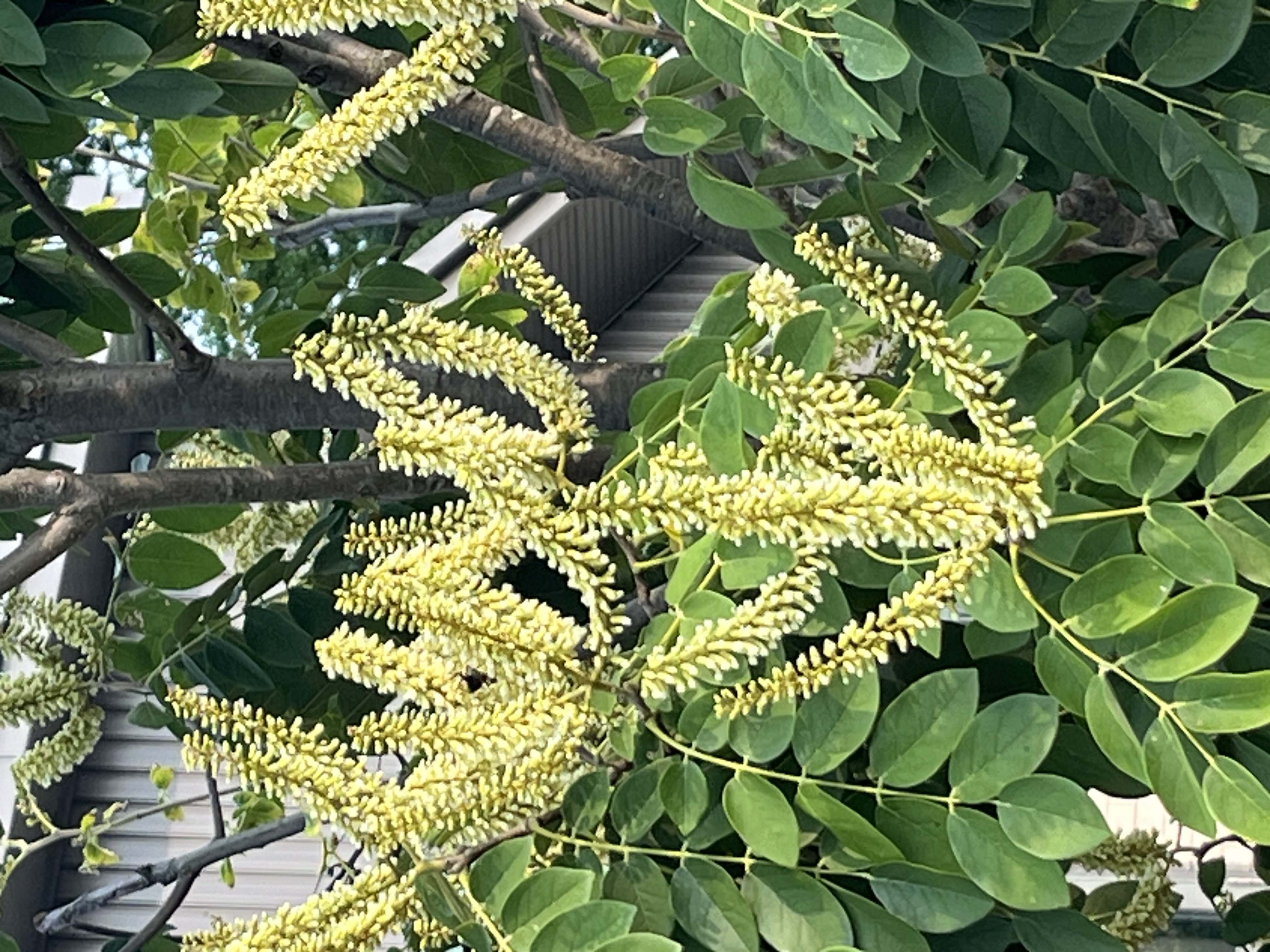 Maackia amurensis bloom