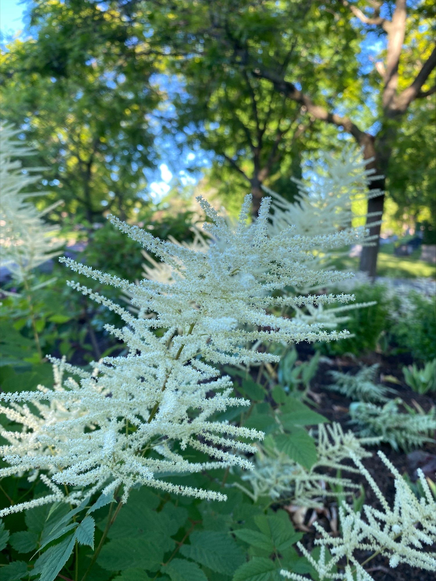 goat's beard flowers