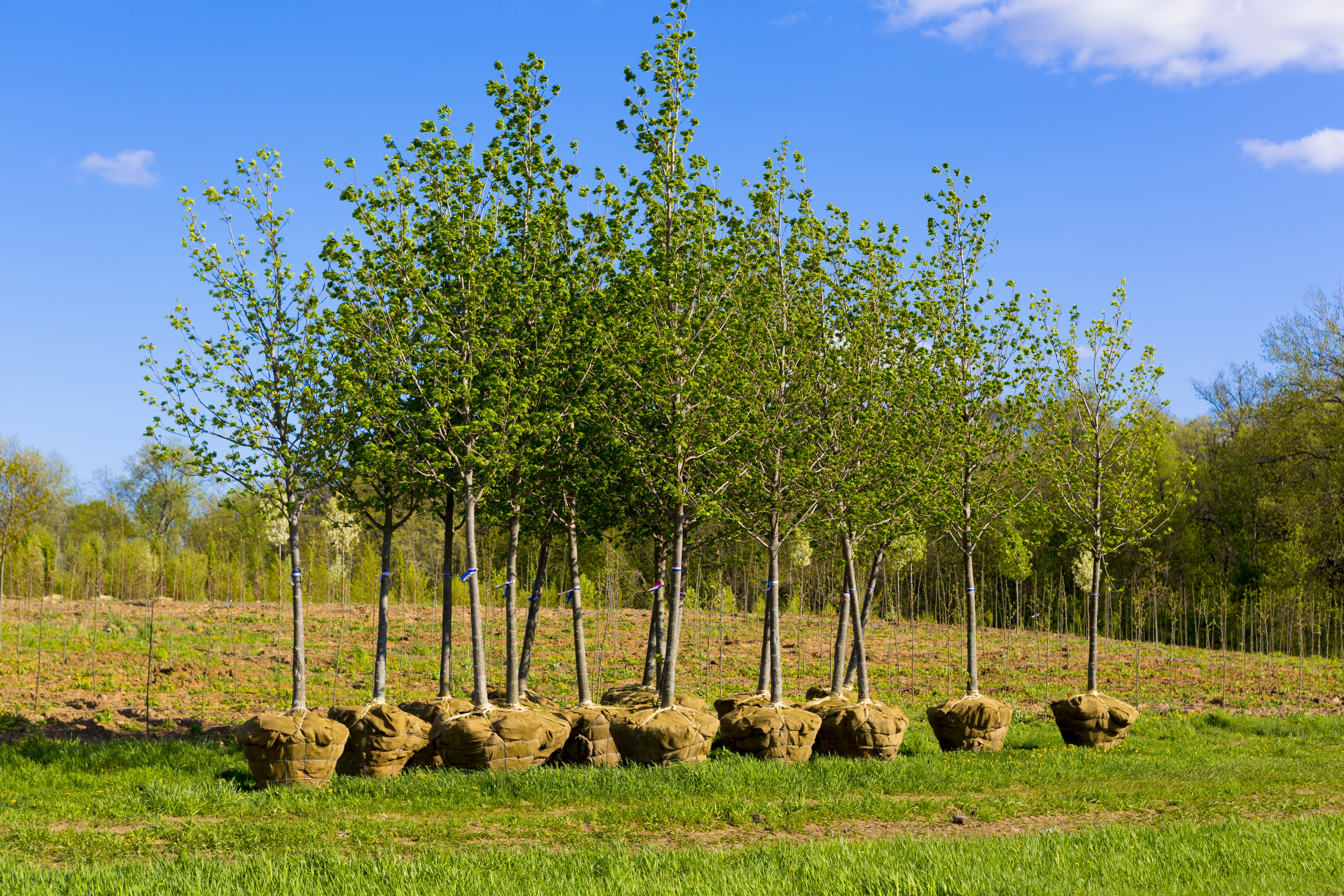 Trees being planted