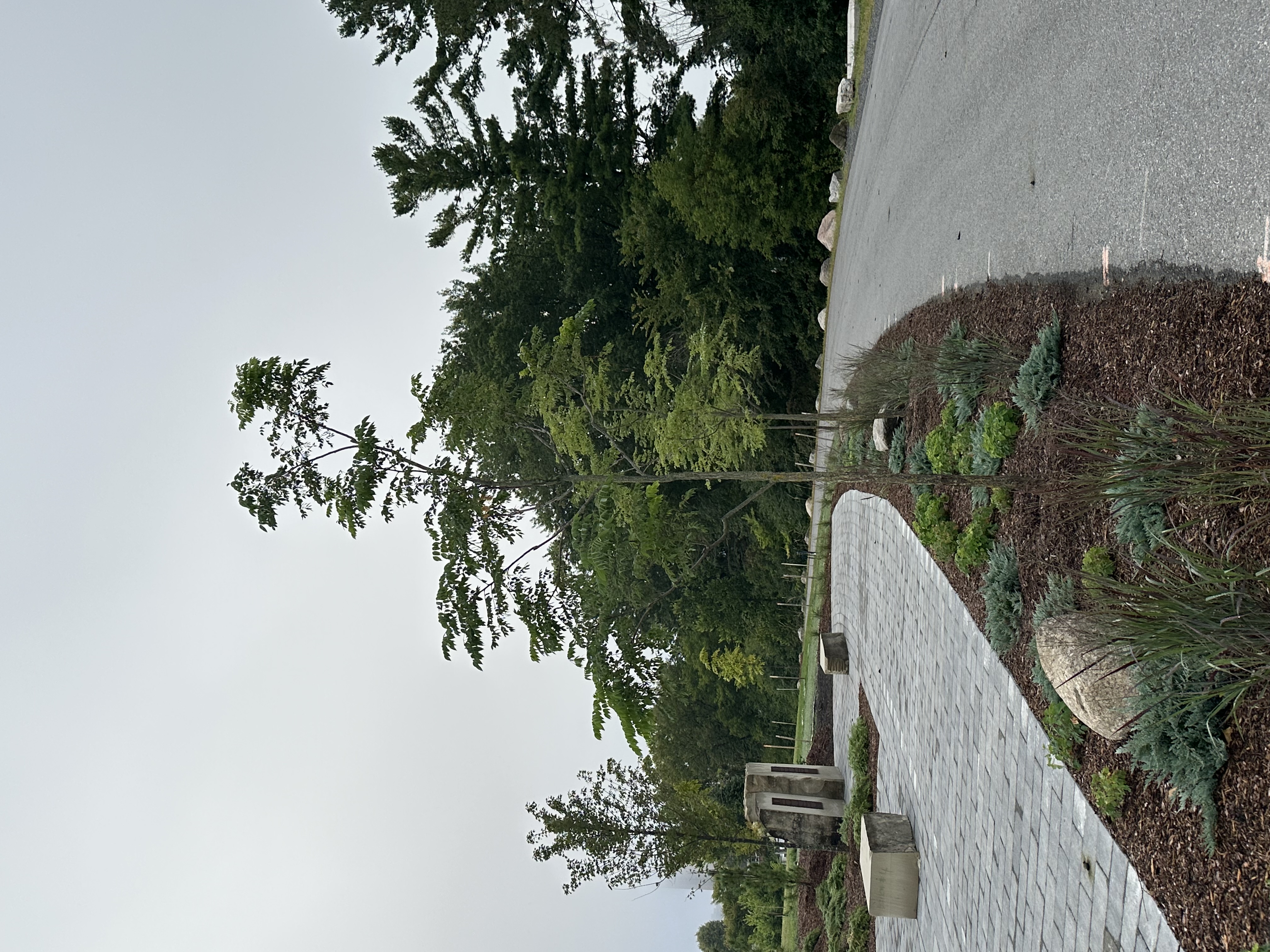 RCMP Pathway grasses