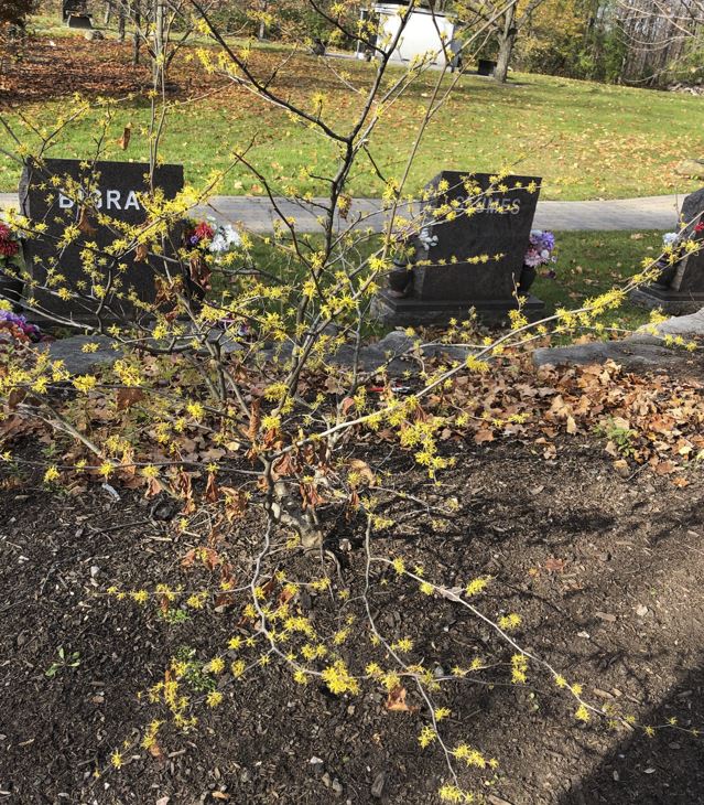 witch hazel in bloom