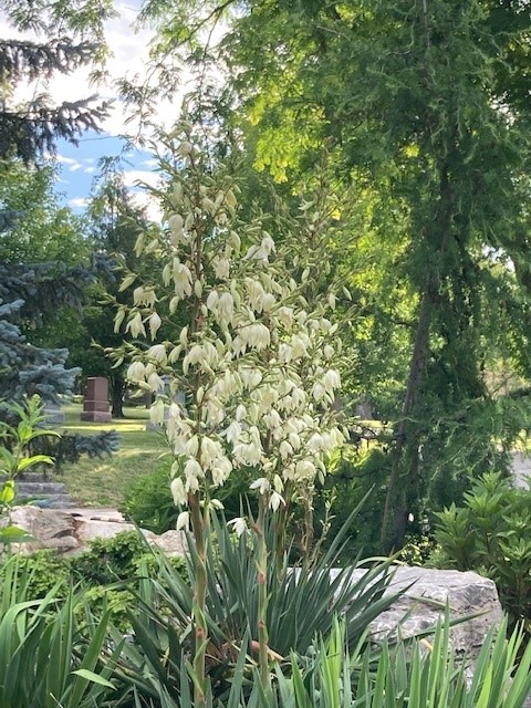 Yucca in front of the Sacred Space