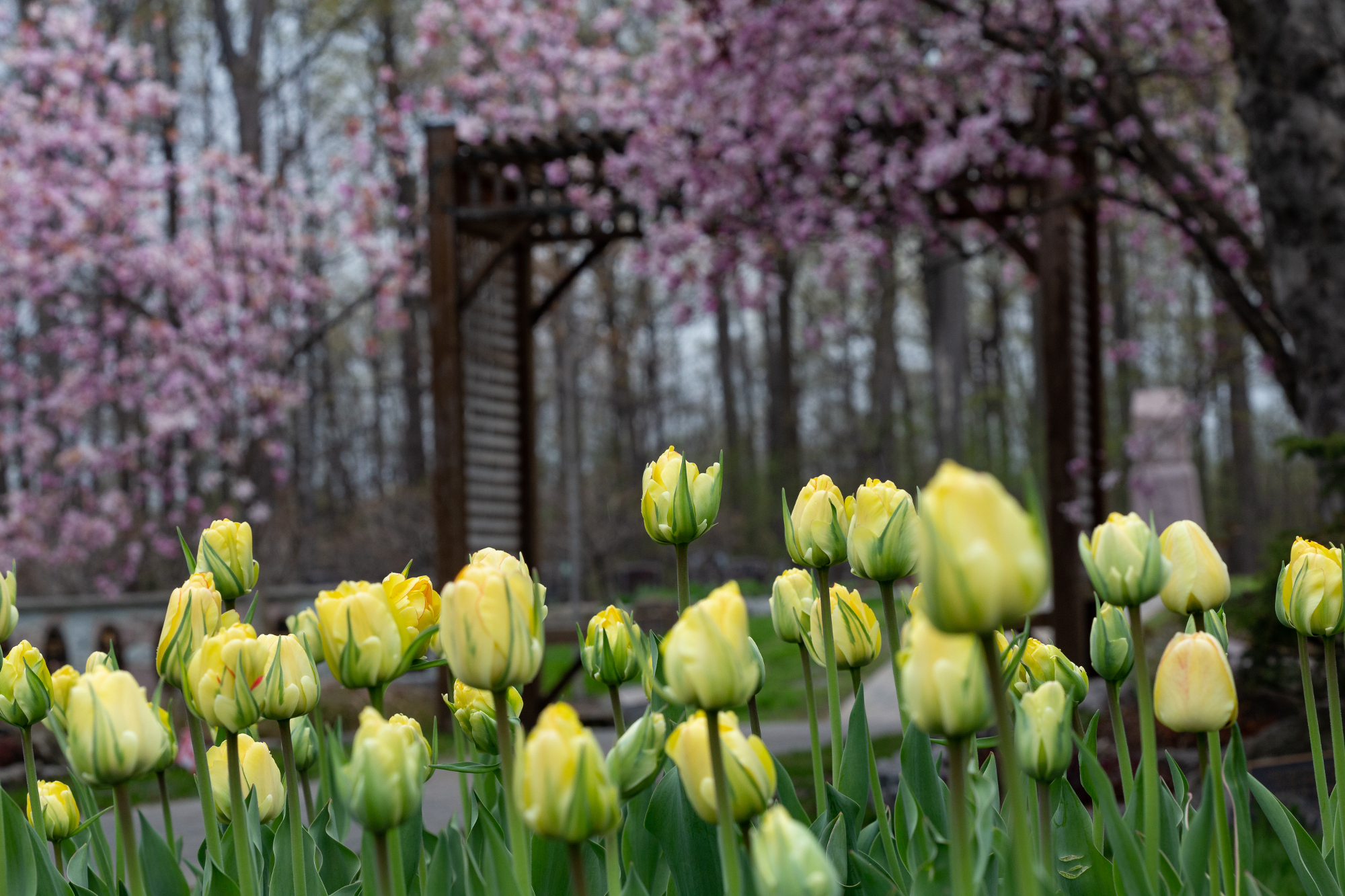 yellow tulips