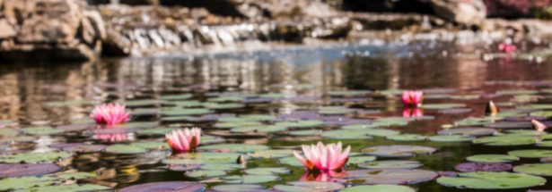 Lily pad with floating lilies