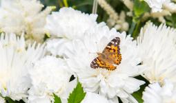 Painted lady butterfly with its wings open sitting on a white flower