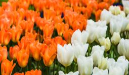 Orange and white tulips