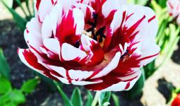 Canada tulips