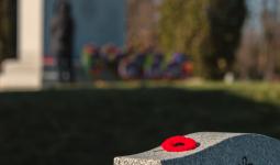 Poppy placed on a headstone in memory of a loved one