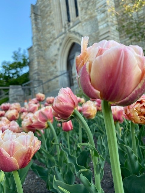 tulips in front of the mausoluem