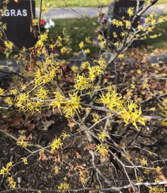 Upclose look at yellow flowers off the witch hazel planttttttttttttttttt