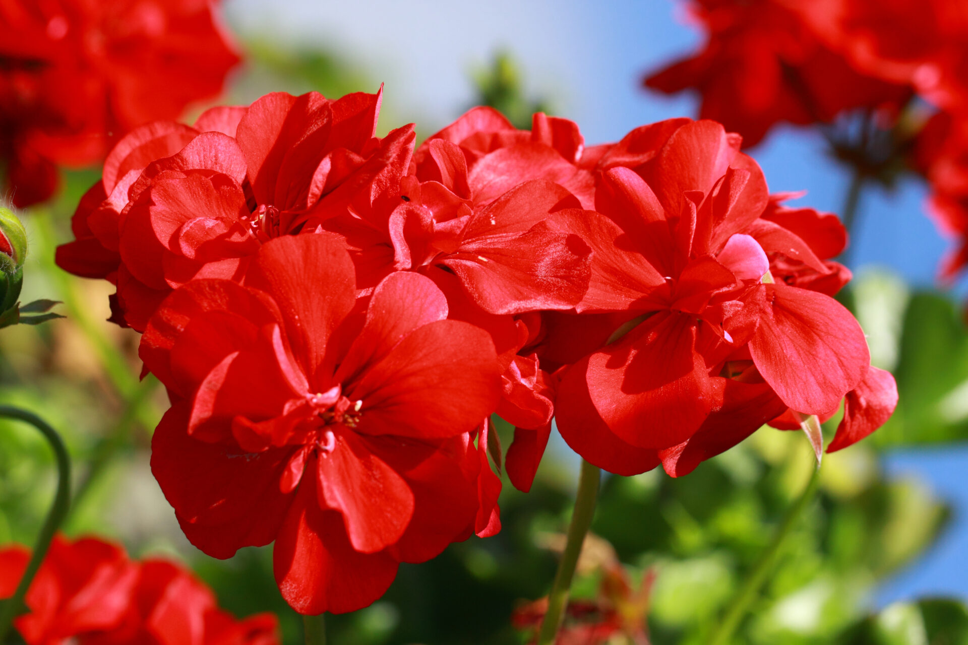 Flower Bed (New)