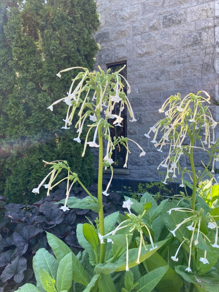 white tobacco plant In the Gardens - White Shooting Stars - Ornamental Flowering Tobacco