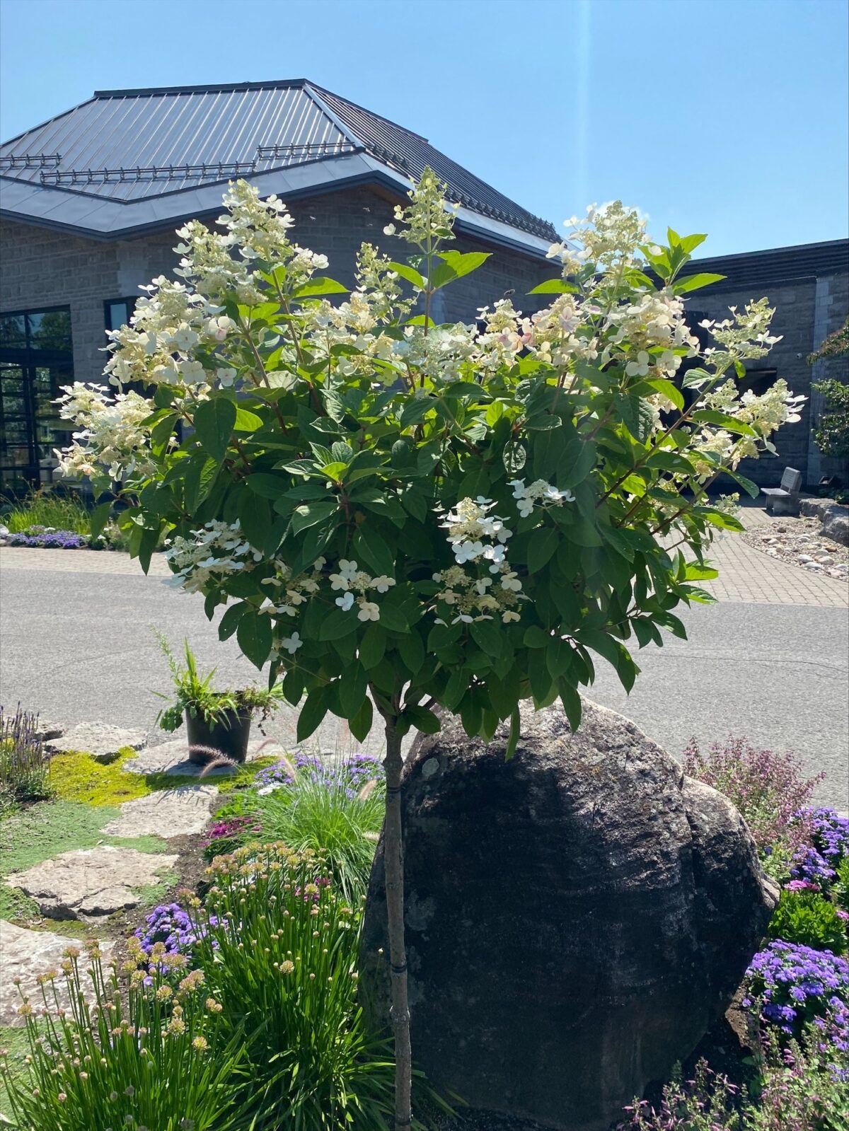 In the Gardens – Quick Fire Hydrangea (Standard Tree Form) - Beechwood ...