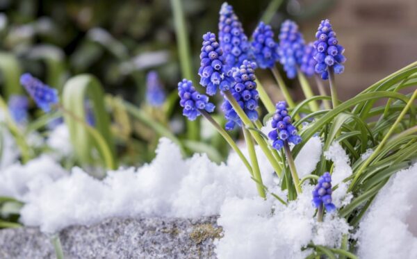 spring.jpg
