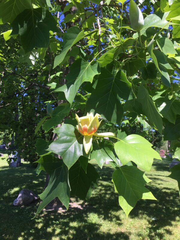 tulip20tree-5.jpg