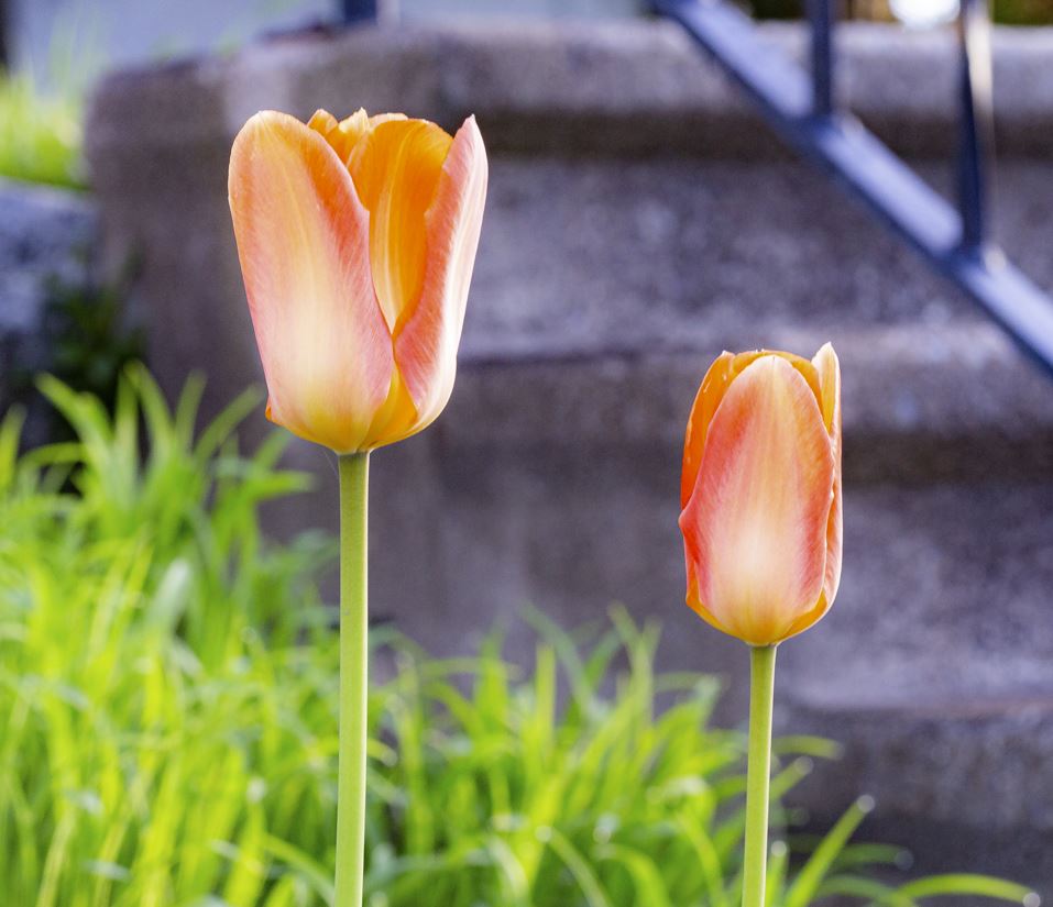 orange tulip