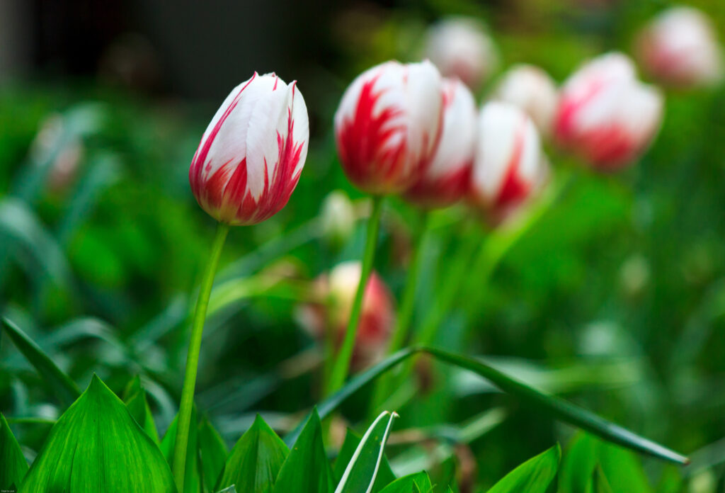 Canada Red and White, Canada Flag Flowers